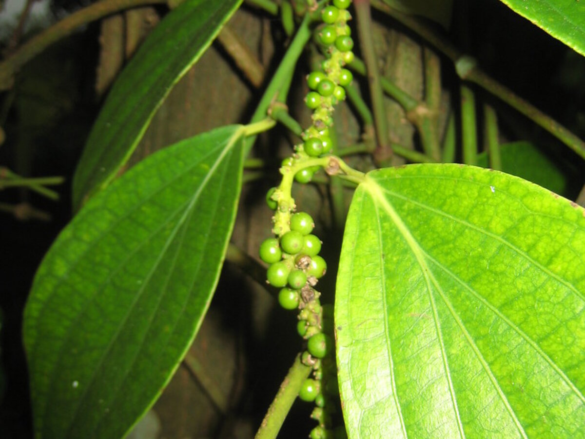 Kampot green pepper, 100 g